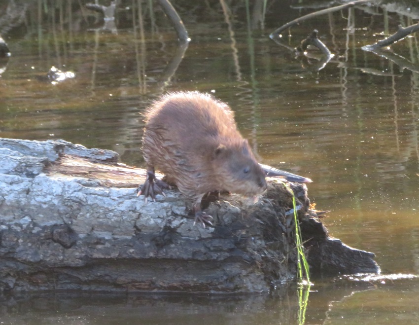 Muskrat on log