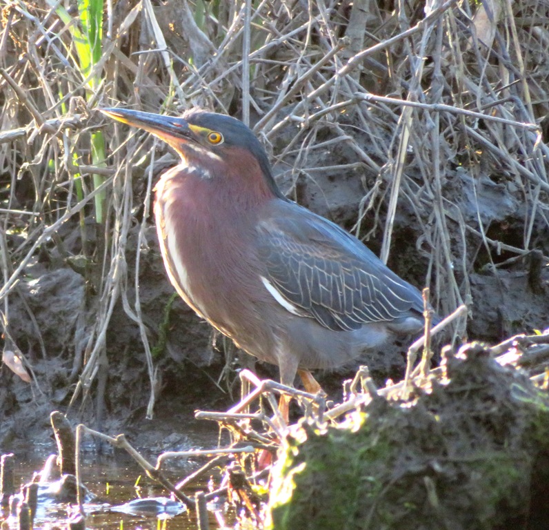 Green heron