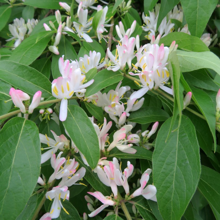 Honeysuckle flowers