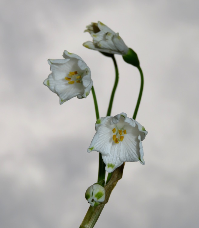 Close-up of snowflake flowers