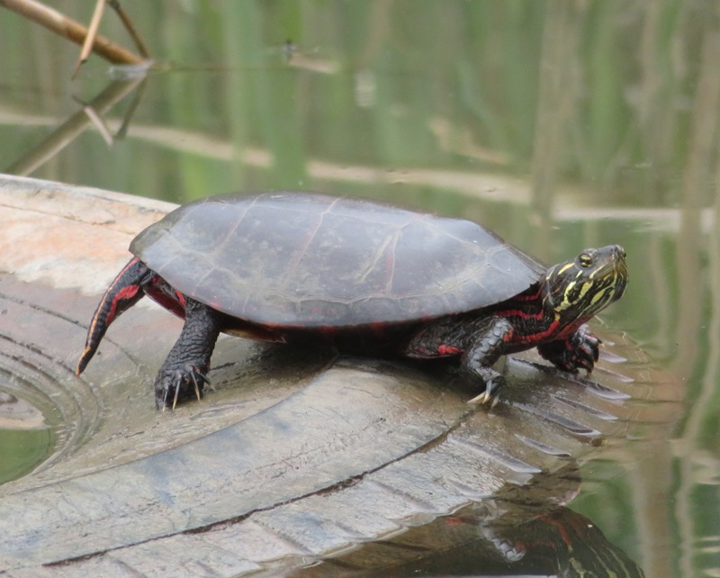 Eastern painted turtle on tire