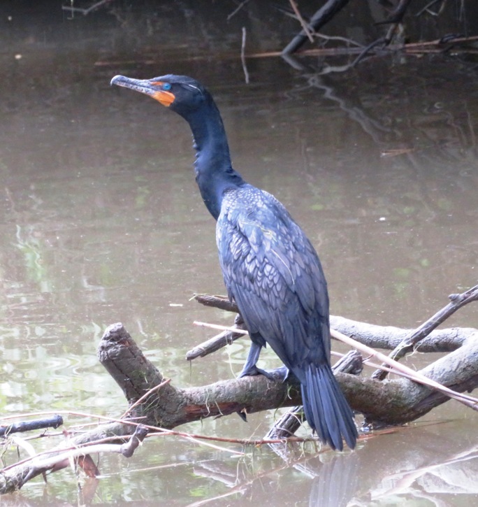 Cormorant perched on fallen branch over the water
