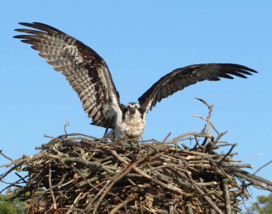 Osprey in nest with wings outstretched