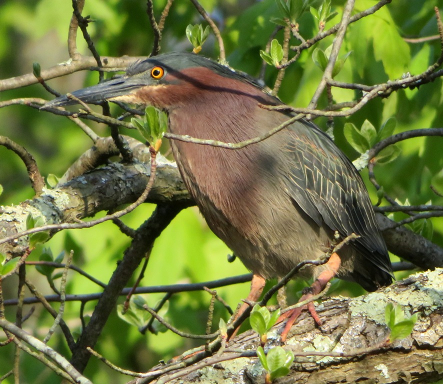 Close-up of green heron