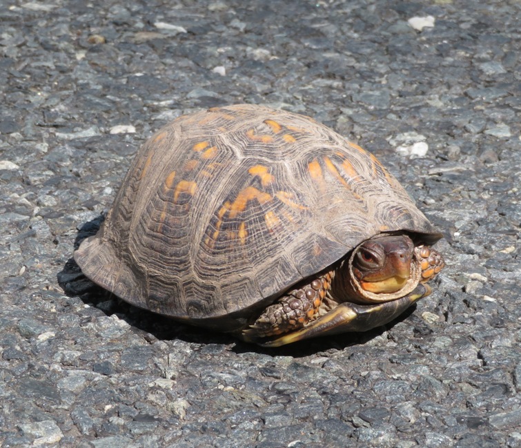 Box turtle on road
