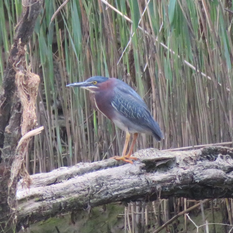 Green heron perched on log