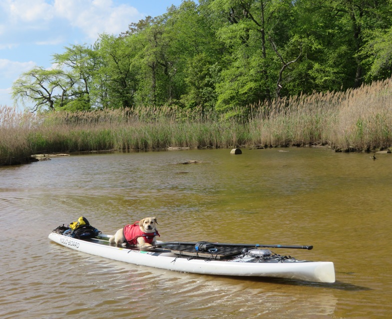 Daphne lying on SUP