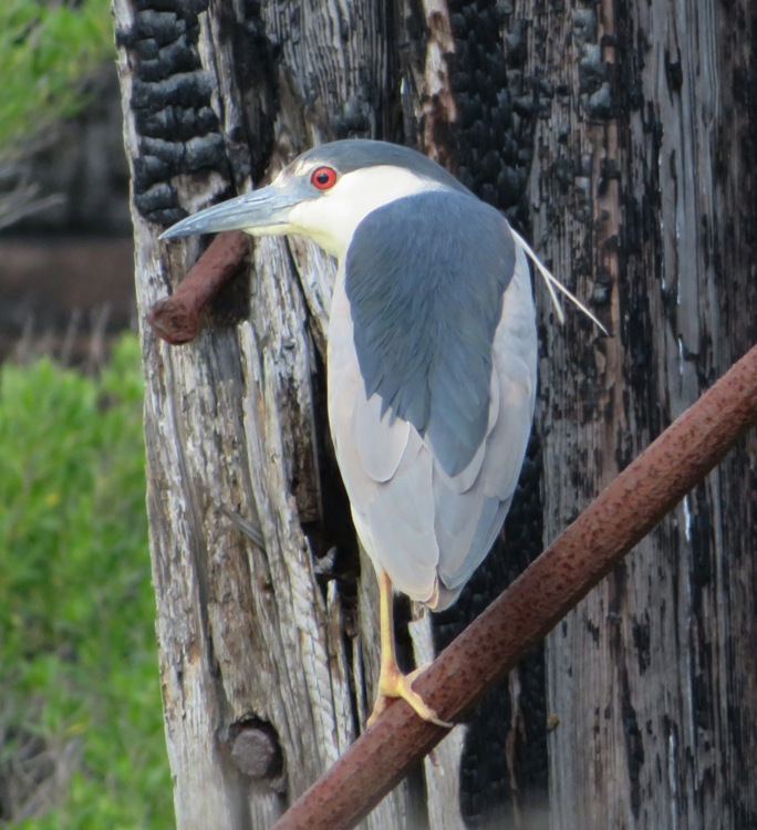 Black-crowned night heron watching me from over its shoulder
