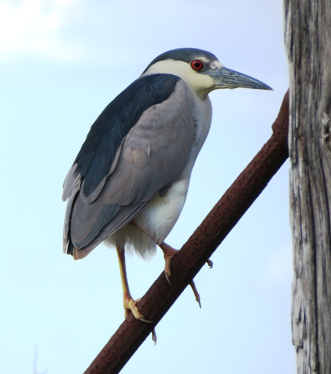 Black-crowned night heron perched on diagonal metal bar