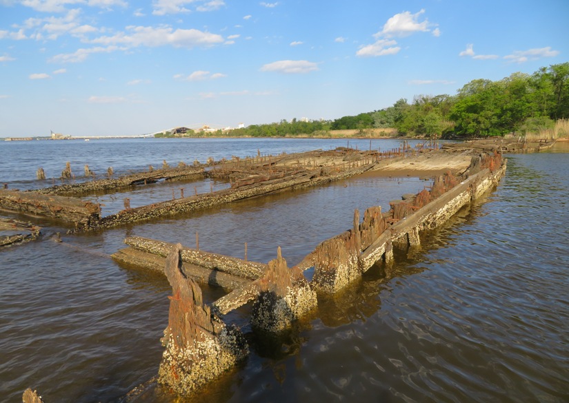 Lots of barnacles attached to a wreck