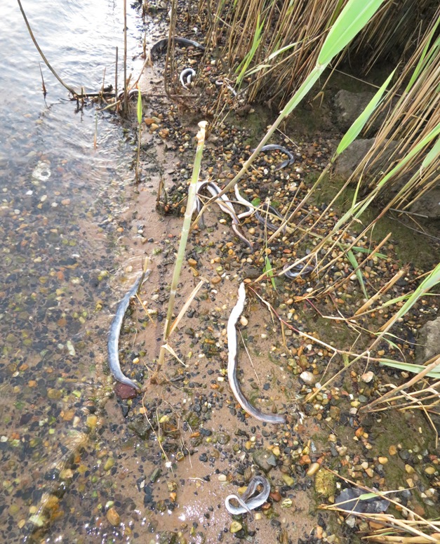 Looking down on dead eels