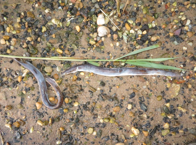 Closer view of two eels on shore