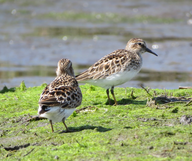 Two least sandpipers