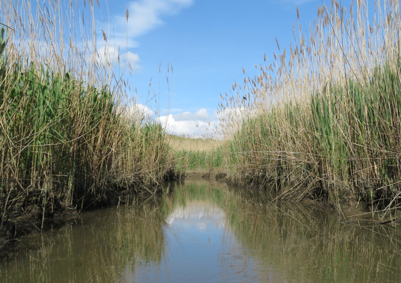 Narrow waterway lined with grasses