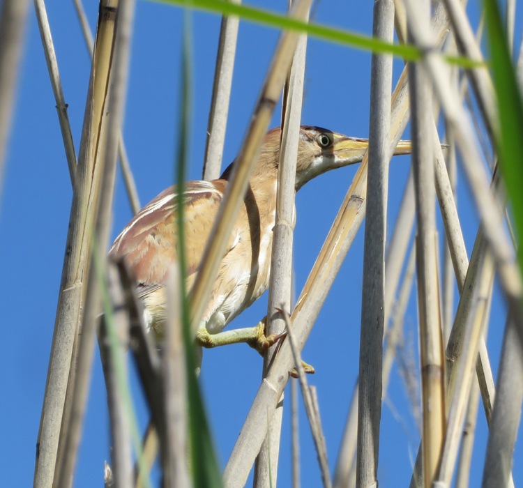 Least bittern on bay grasses