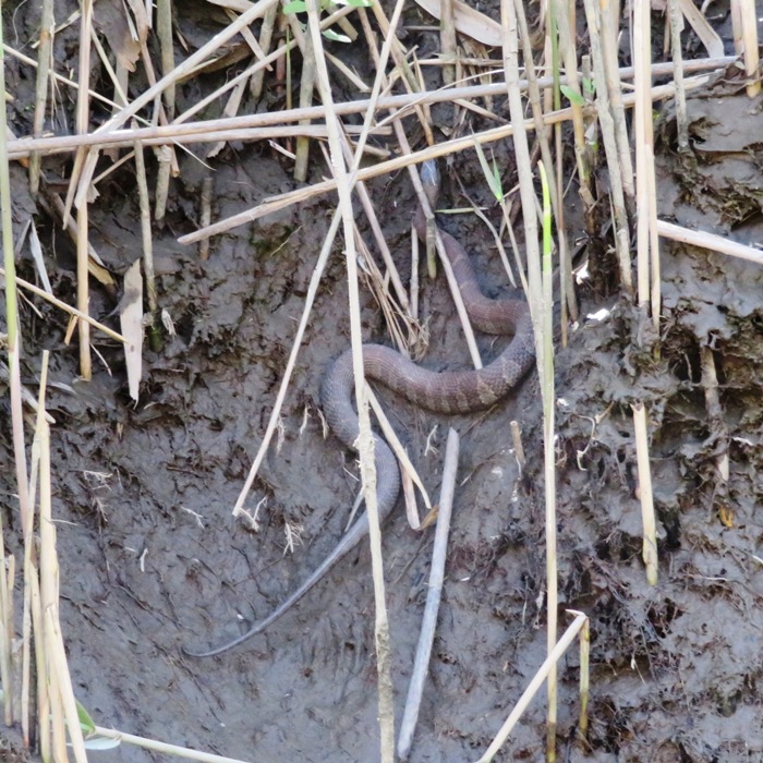 Northern water snake in muddy area