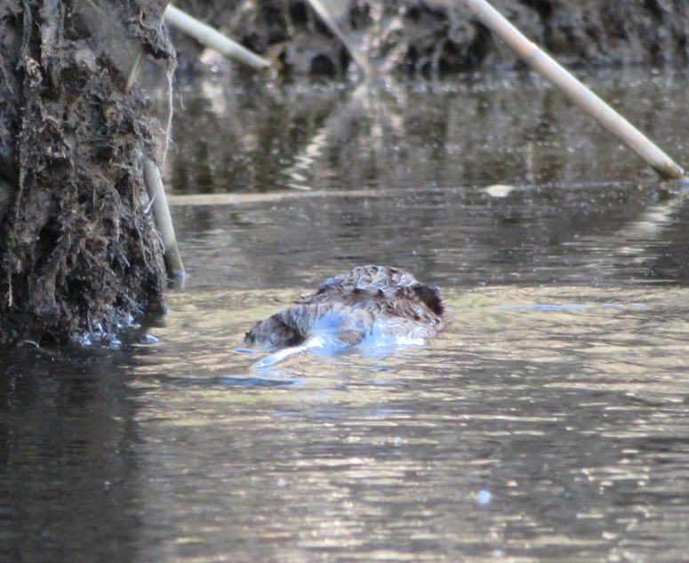 Muskrat swimming away