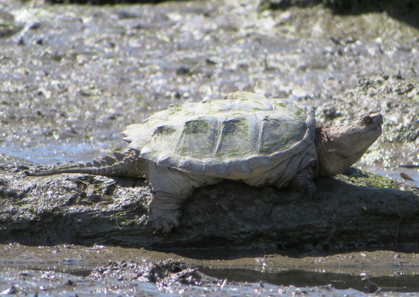 Side view of small snapping turtle