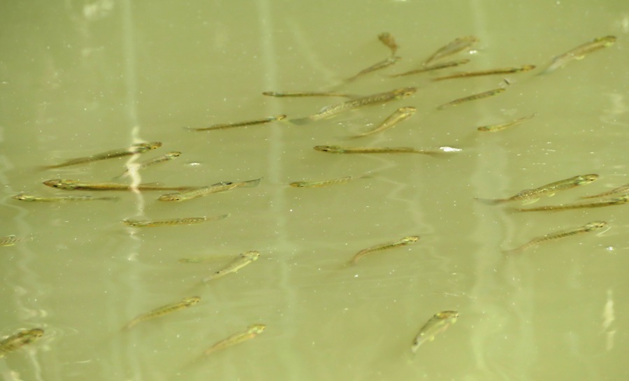 Small fish near the surface of the water