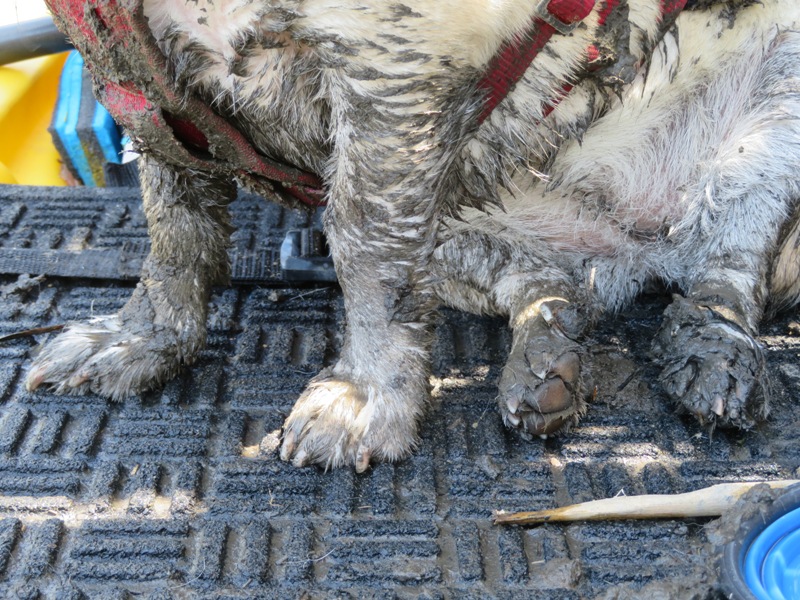 Close-up of Daphne's muddy legs and feet
