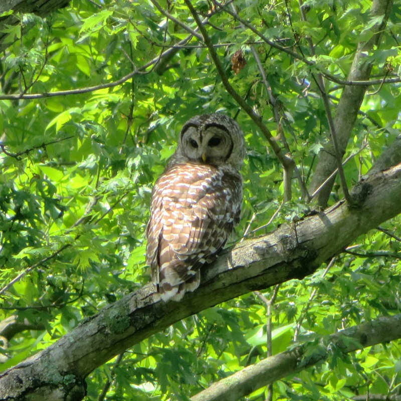 Barred owl in tree