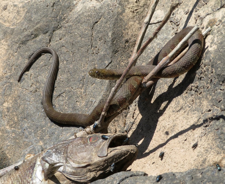 Snake on rock with fish below