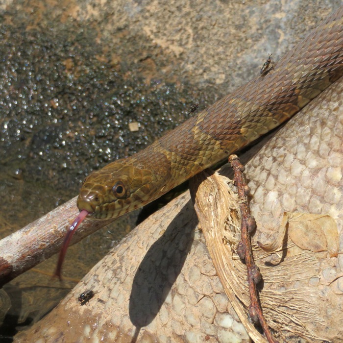 Snake with tongue sticking out