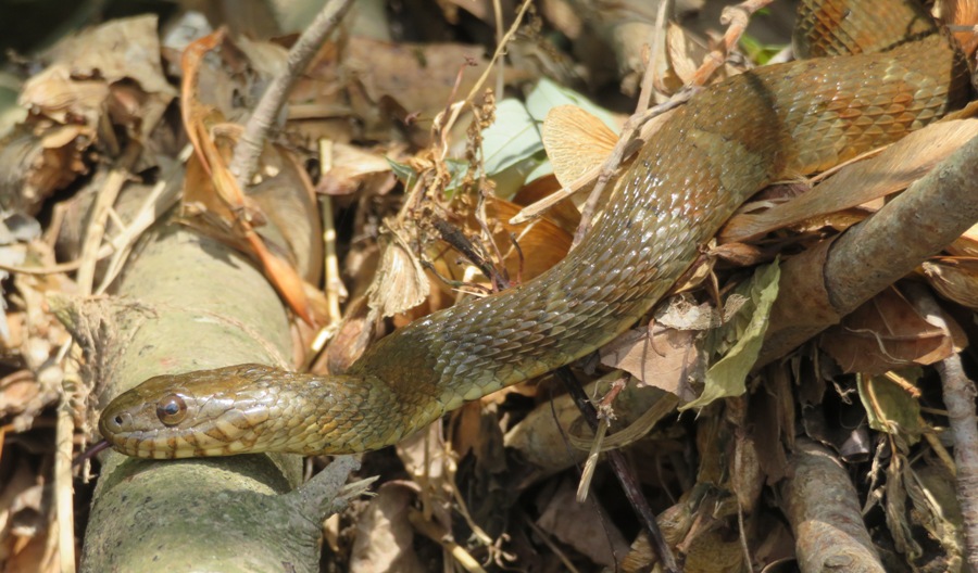 Side view of snake with tongue sticking out