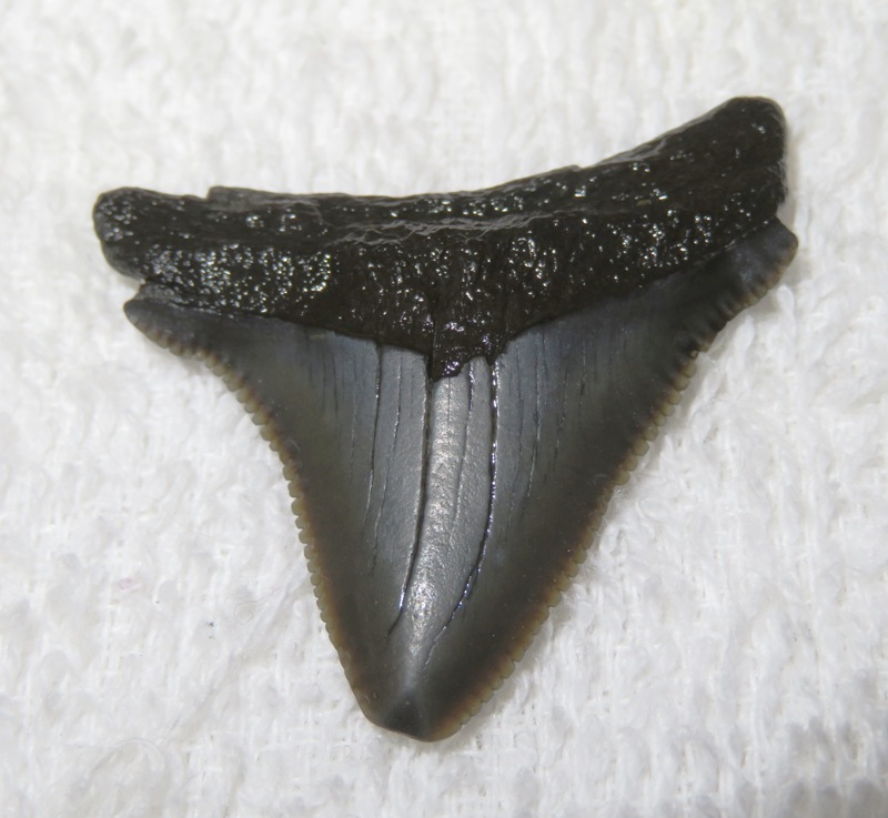 Megalodon tooth