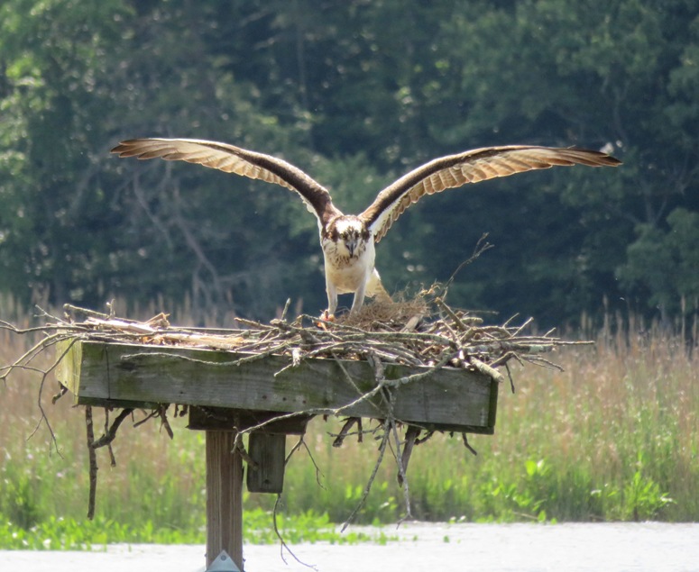Osprey with wings spread on nesting platform