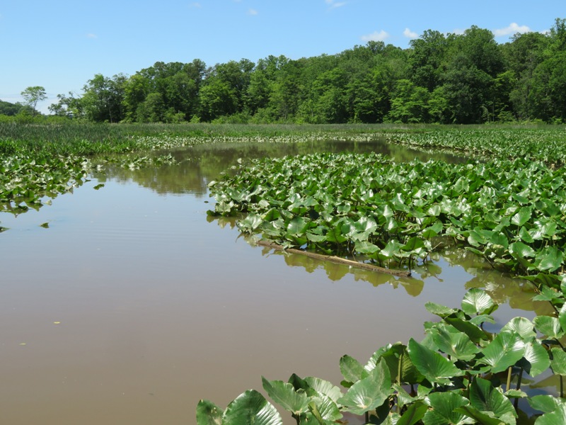 Large, green spatterdock leaves on the water