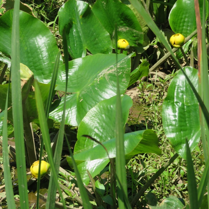 Yellow flower balls of spatterdock