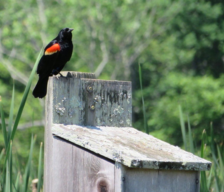 Red-winged blackbird perched on wood duck box