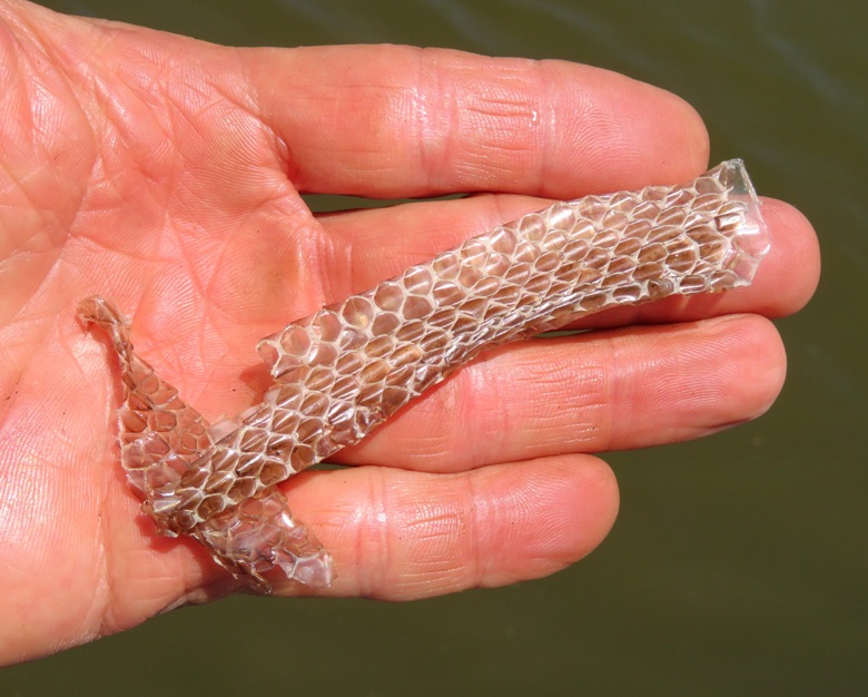 Snakeskin in my hand