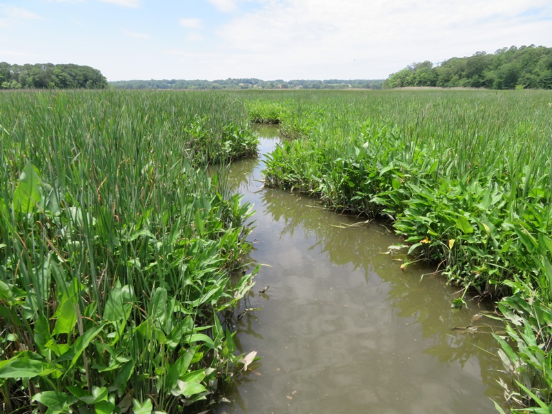 Very narrow waterway lined with non-tree plants