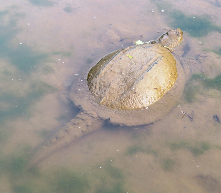 Large snapping turtle