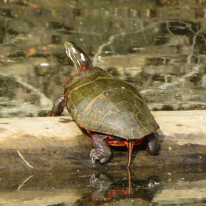 Eastern painted turtle on log