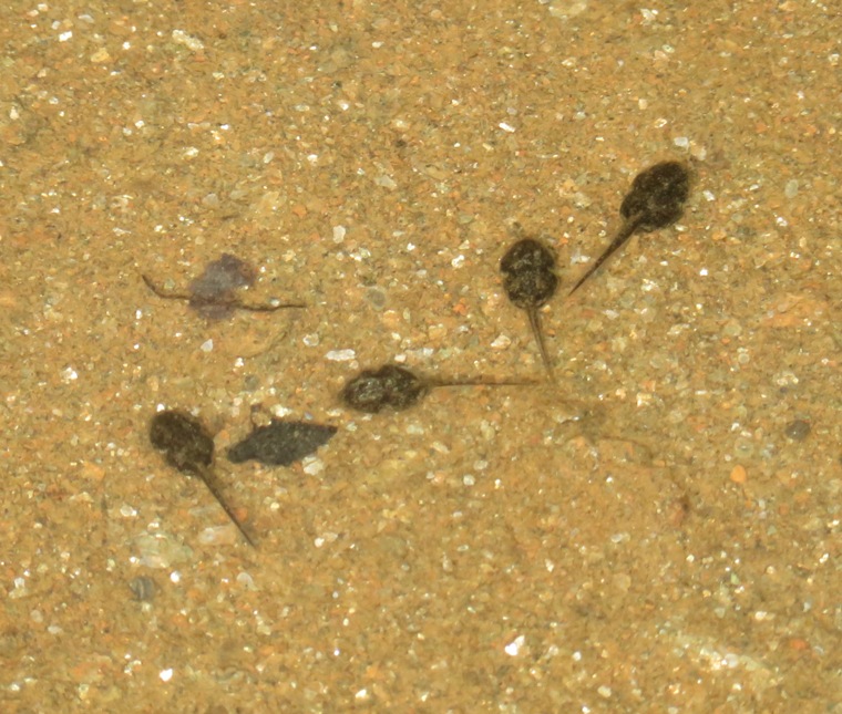 Polliwogs over sandy bottom