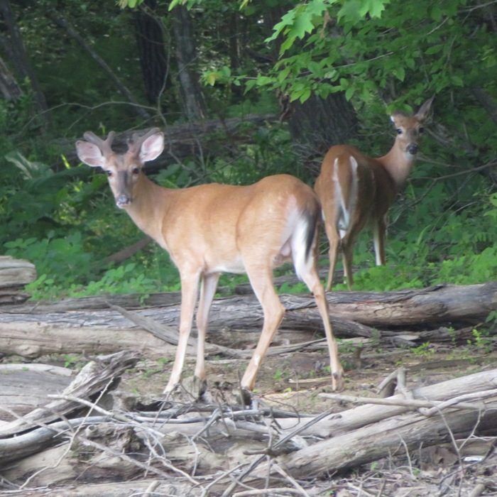 Young buck and doe on shore