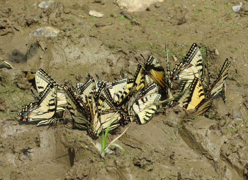 Numerous tiger swallowtail butterflies