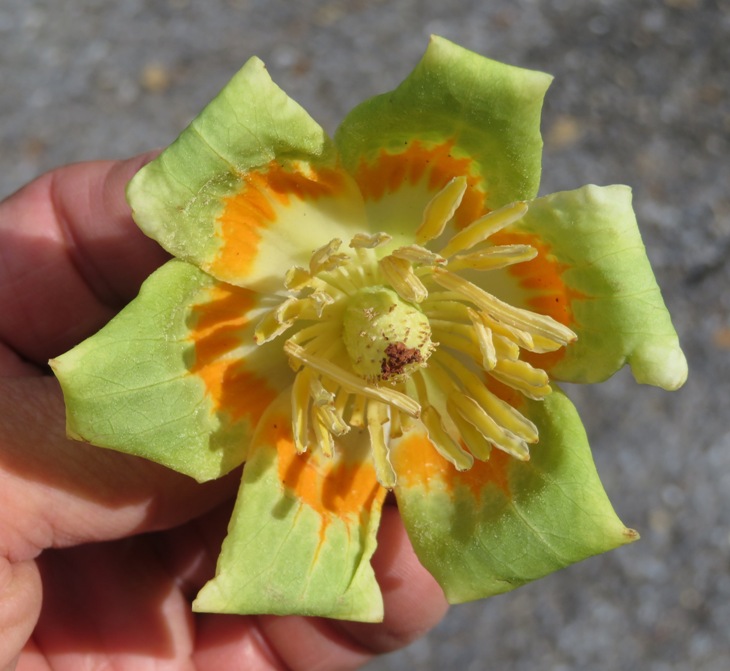 Tulip poplar flower