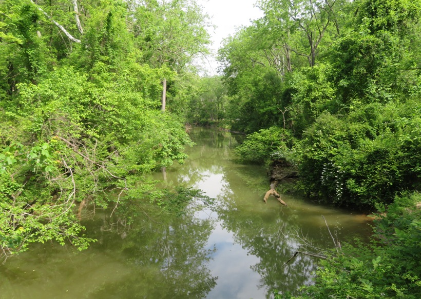 Tree-lined waterway