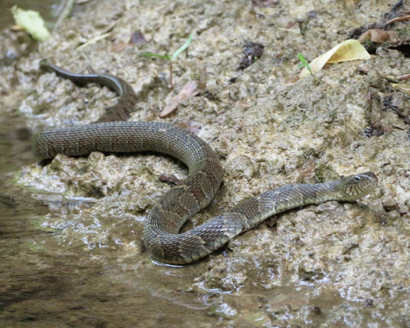 Northern water snake on shore
