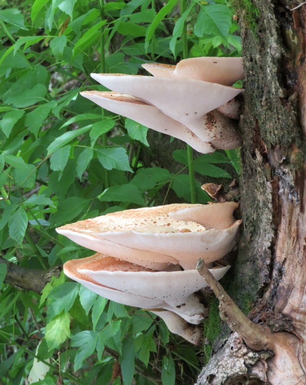 Pheasant back mushroom