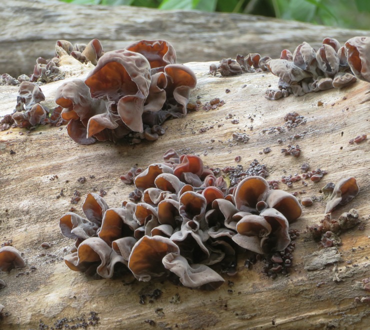 Wood ear mushroom growing on log