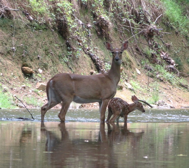 Doe with fawn standing in water