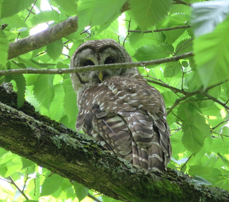 Barred owl in tree