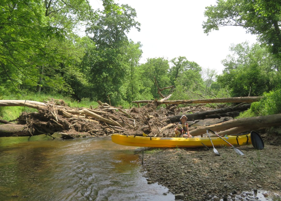 Norma, Daphne, and kayak on shore in front of huge log jam