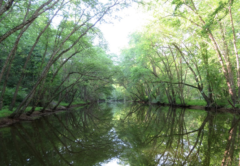 Tree-covered section of Cattail Creek