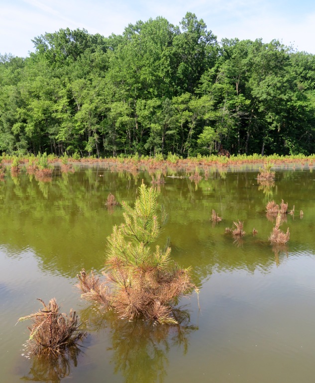 Tops of trees protruding above the water